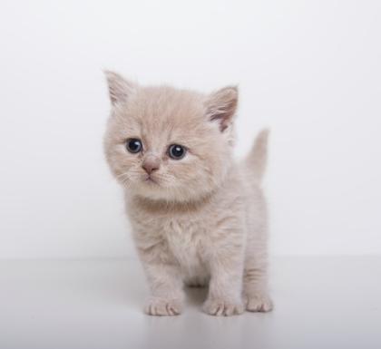 Bkh Kitten suchen ein neues zu hause