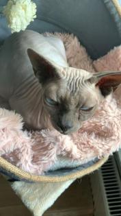 Verkaufe Sphynx Canadian Kater, dringend