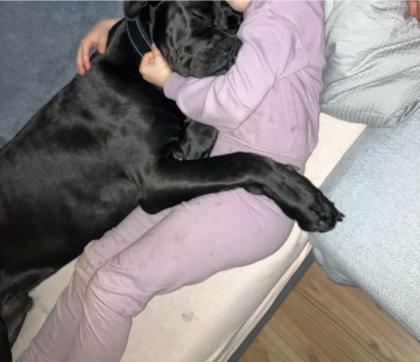 Boxer Mix Rüde