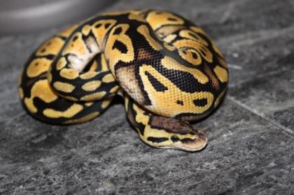 1. 1 Pastel 100 GS 50 Het Clown