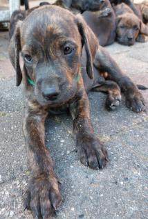 Ridgeback Labrador Welpen