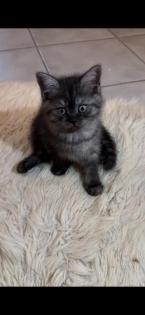 Reinrassige Britisch Kurzhaar Katzenbabys suchen ein schönes zuhause