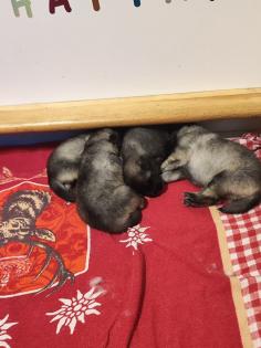 Wolfsspitzwelpen aus VDH-FCI Zucht abzugeben