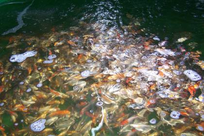 Japan Koi, Teichmuscheln, Biotopfische, Schnecken, Störe, Edelkrebse vom Koi-Ce