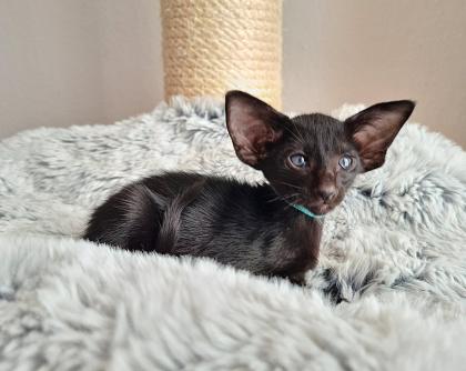 Orientalisch Kurzhaar Kitten mit Papiere / Stammbaum