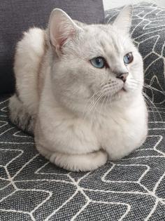 Deck Kater, 2 Jahren BKH Hellgrau mit Blauen Augen