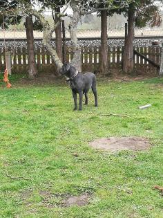 Tolle Cane Corso Welpen