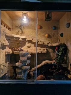 Verkaufe meine männliche Kornnatter ca. 4 Jahre alt, auch gerne mit Trrarium.