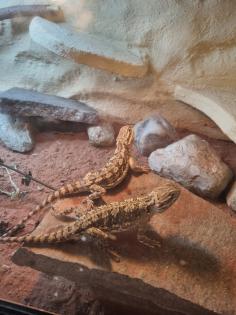 2 Zwergbartargamen inklusive Terrarium