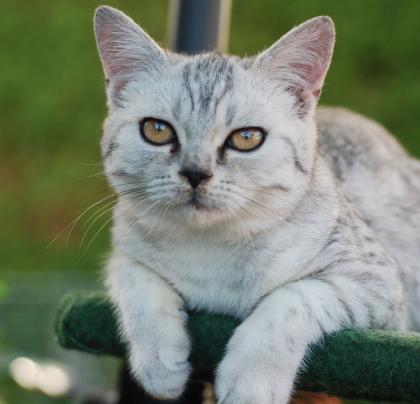 Britisch Kurzhaar Kater, black-silver-tabby-spotted