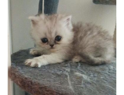 Perser Kitten 12 Wochen alt