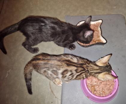 Bengal Kitten suchen ein liebevolles zu Hause