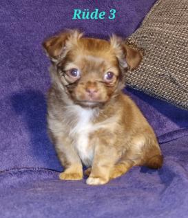 Süsse Chihuahuawelpen