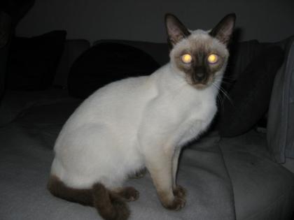 Kampfschmuser Thaikater