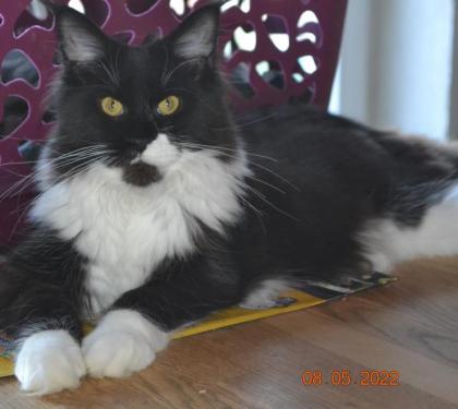 Maine Coon Youngster in black w white mit Stammbaum