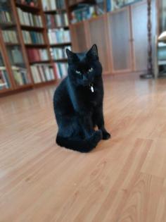 VERMISST SCHWARZER KATER IN PLESSOW, PLESSOWER ECK
