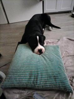 Cane Corso