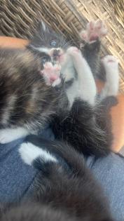 4 maine coon mix kätzchen