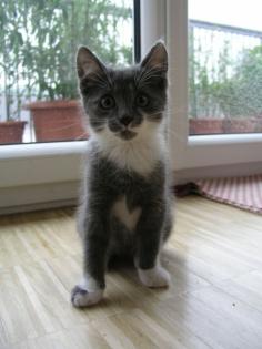 Süßer grauer Kater zu verschenken