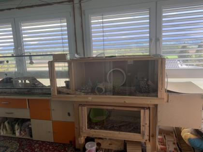 Weißbauchigel Timmi sucht ein liebevolles neues zu Hause