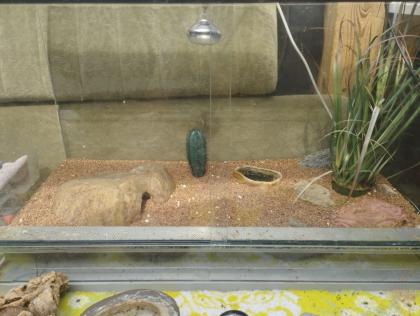 Leopardgeckos plus Terrarium