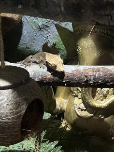 Terrarium und Kronengecko mit komplettem Zubehör