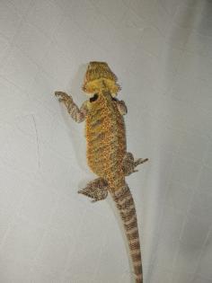 Bartagame 4 Monate alt wunderschön zu liebevolles zu Hause