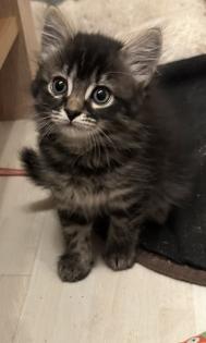 Süße verschmuste Britisch Kurzhaar, Britisch Langhaar und mix Kitten Katzenbabys aus liebevoller