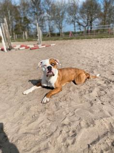 Boxer mischling