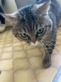 Hauskater/Deckkater in liebevolle Hände abzugeben