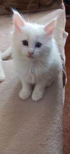 Maine-Coon-Kätzchen suchen ein neues Zuhause