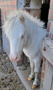 Minishetty Hengst Shetlandpony Hengstfohlen