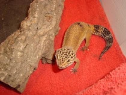 Adultes Leopardgecko weibchen abzugeben