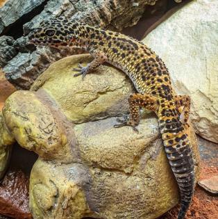 2 Stk. Leopardgeckos 2 Jahre alt 1. 0 und 0. 1