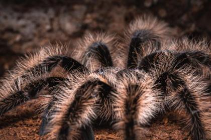Brachypelma Albopilosum