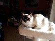 Ragdoll Katze Colourpoint Sealpoint