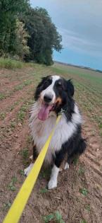 Bordercolli Australian Shepherd Mix Hund