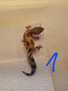 Leopardgeckos NZ 22, 0. 1
