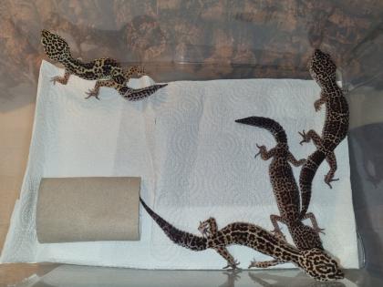 4 Leopardgecko Weibchen ca. 2 Jahre