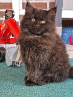 Maine Coon / BLH Kitten suchen ab jetzt eine Familie