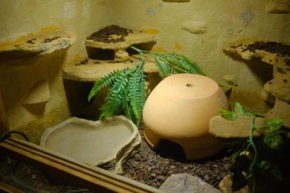 Boa Constrictor Imperator Männchen, 4 Jahre alt