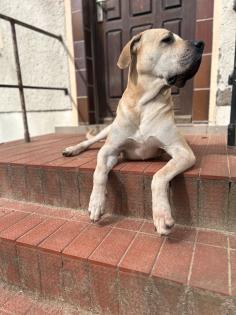 Labrador deutsche Dogge mix Hannah
