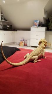 Bartagamen Weibchen 4 Jahre alt