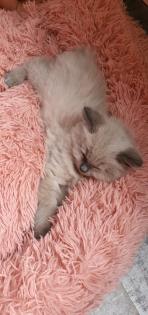 Reinrassig sibirische waldkatze, neva, Maine Coon, siam, perser, bkh