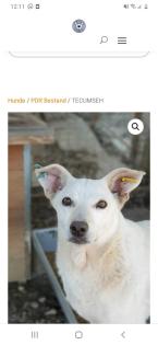 Tolle Welpen, Junghunde Hundesenioren