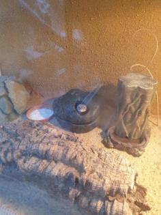 Leopardengecko