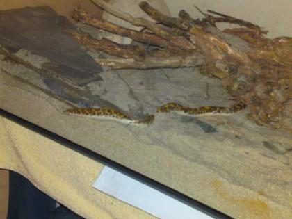 Kenya Sandboa Gongylophis colubrinus loveridgei zu verkaufen