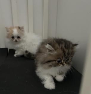 Persicher baby kitten