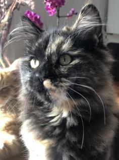 Katze Dori sucht ein liebevolles Zuhause