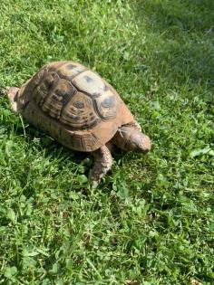 Landschildkröte w 30 Jahre inkl. Terrarium in liebevolle Hände